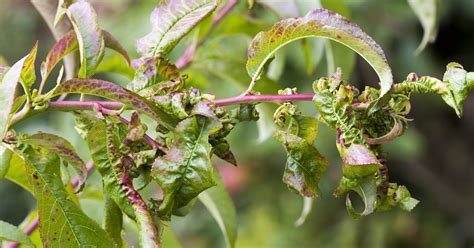 photo de feuilles déformées par une infestation de pucerons