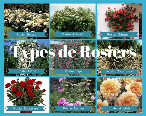 Illustration des différents types de rosiers (grimpant, buisson, couvre-sol, arbustif)
