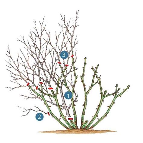 Schéma de la taille d'un rosier buisson