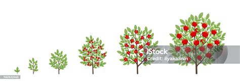 Illustration d'un fruitier en pleine croissance avec différentes zones de taille
