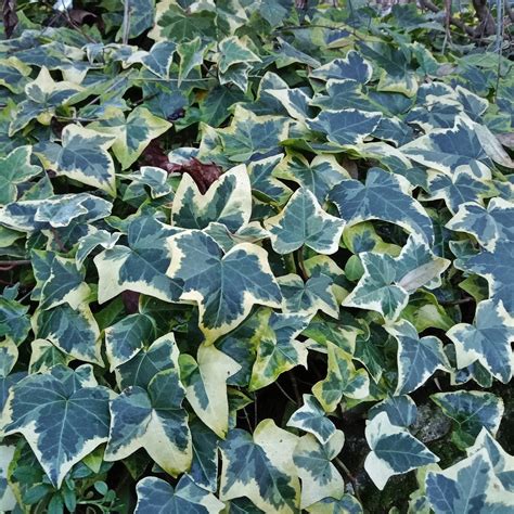 Plan rapproché du feuillage panaché vert et crème du lierre Hedera helix Kolibri