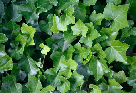 Schéma illustrant l'utilisation du lierre comme couvre-sol et plante grimpante sur une façade