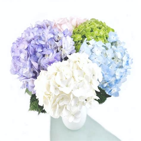 Bouquet d'hortensias multicolores