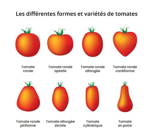 Comparaison de différentes formes de tomates