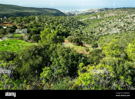Paysage verdoyant et luxuriant