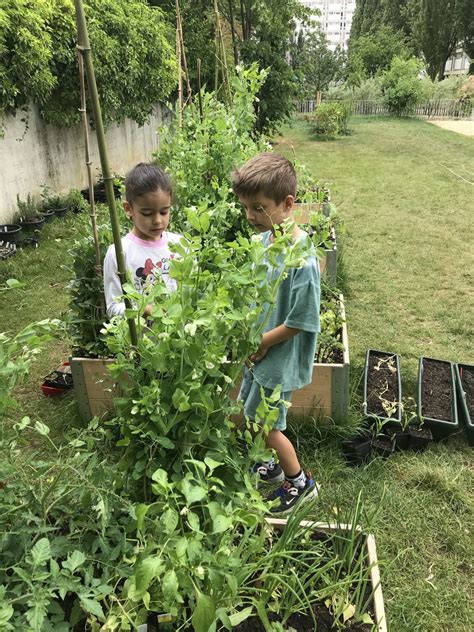 Enfants jardiniers en plein travail dans un potager scolaire