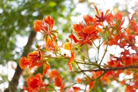 Comparaison entre Delonix regia et Caesalpinia pulcherrima