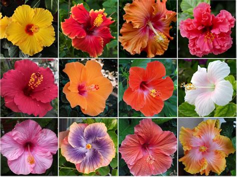 Illustration de différentes fleurs d'Hibiscus syriacus aux couleurs variées