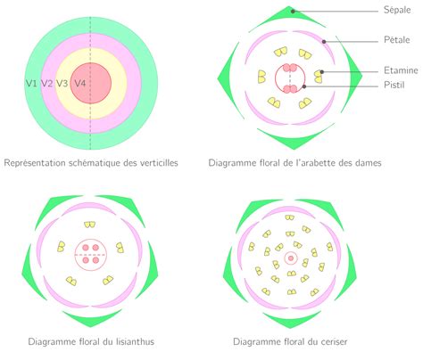 Diagramme de la structure d'une fleur d'Hibiscus syriacus