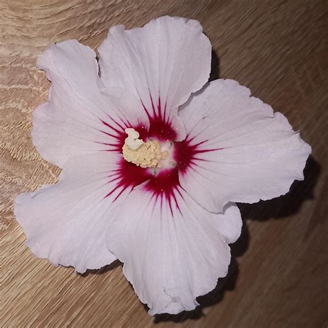 Gros plan sur une fleur d'Hibiscus syriacus 'Ardens' aux pétales froissés