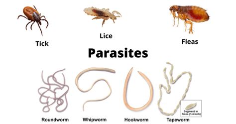 Illustration des différents types de parasites du bonsaï