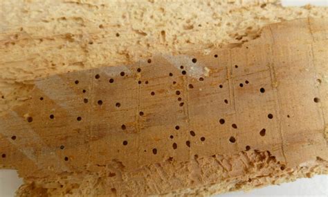 Exemple de trou de forage causé par un insecte xylophage