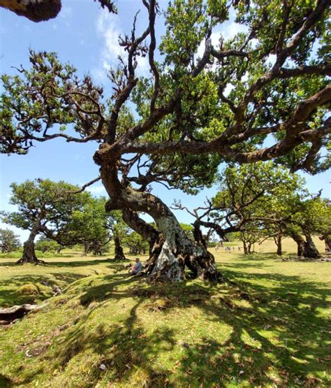 Arbres tordus et mystérieux de la forêt de Fanal