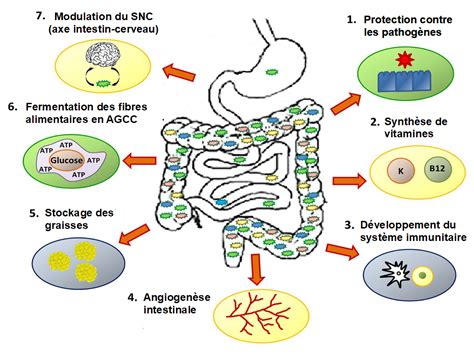 Schéma illustrant l'équilibre du microbiote intestinal et le rôle du Candida albicans