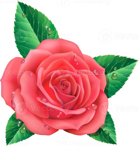 Illustration d'une fleur d'ipomée typique