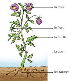 Diagramme des différentes parties d'une plante d'ipomée (racines, tiges, feuilles, fleurs, capsules de graines)