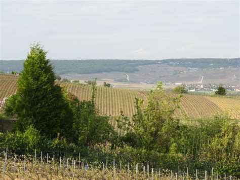 Panoramique d'un vignoble vendéen au printemps