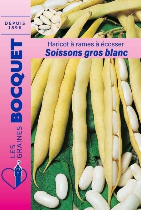 Champ de haricots à rames