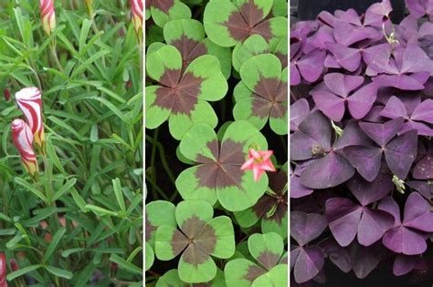 Illustration comparative des feuilles d'oxalis et de trèfle