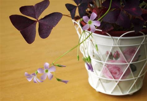 Exemple d'oxalis ornementale en pot