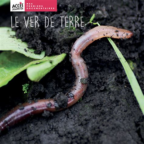 Vers de terre en pleine activité sous une bâche