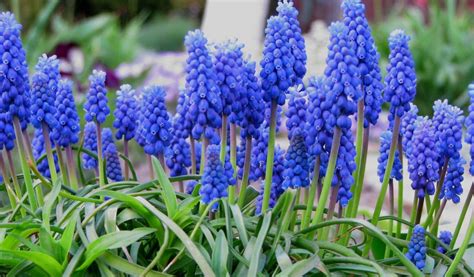 Muscari armeniacum en tapis bleu