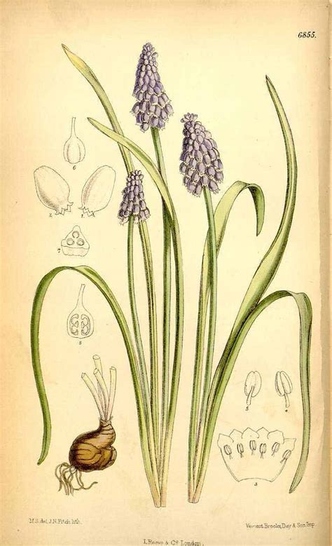Illustration botanique du Muscari