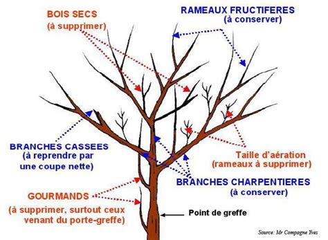 Schéma de la structure d'un pommier de type 