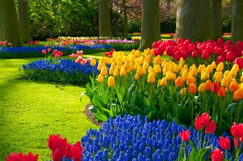 Illustration d'un massif de tulipes printanières colorées