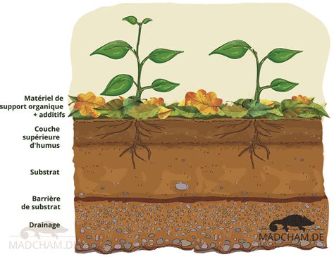 Vue en coupe d'un terrarium montrant les différentes couches de substrat