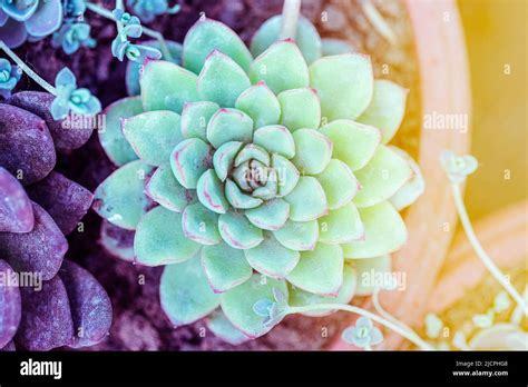 Gros plan sur une Echeveria dans un terrarium