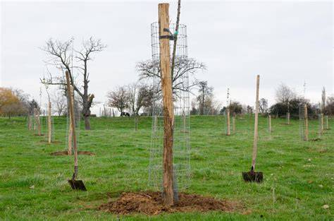 Arbre fruitier haute-tige dans un verger