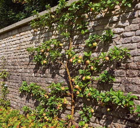 Palmette Verrier sur un mur