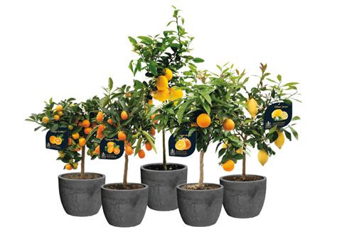 Agrumes en pot sur une terrasse