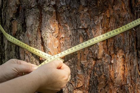 Technique de mesure de la circonférence d'un arbre