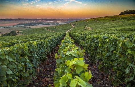 Vignoble champenois sous le soleil