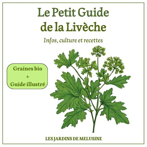 Schéma montrant les différentes parties comestibles de la livèche