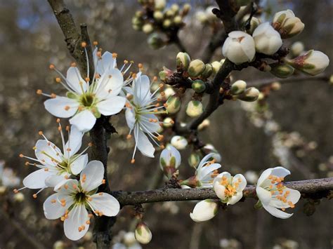 Fleurs de prunellier en gros plan