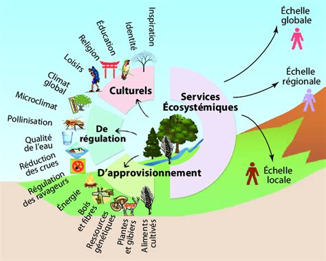 Schéma explicatif des services écosystémiques de l'arbre