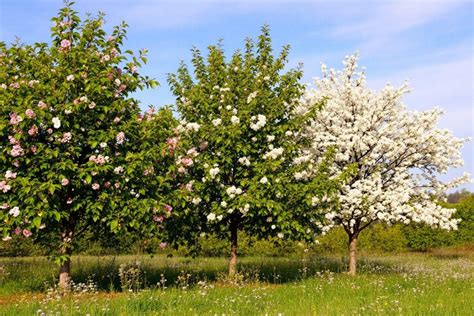 Verger alsacien traditionnel avec des arbres fruitiers en pleine floraison