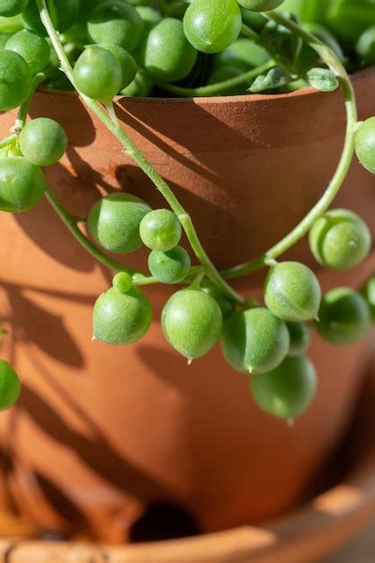 Gros plan sur les perles vertes du Senecio rowleyanus