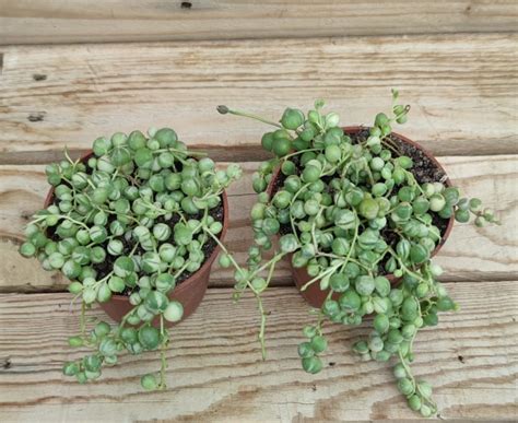 Comparaison visuelle entre Senecio rowleyanus et Senecio herreianus