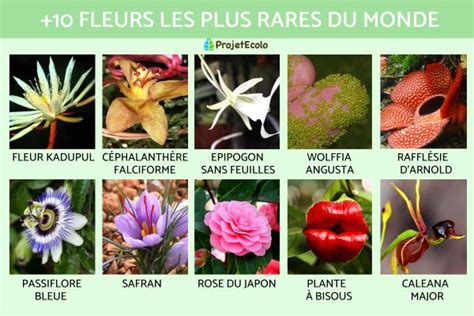 Récolte de fleurs rares dans Azys Lla
