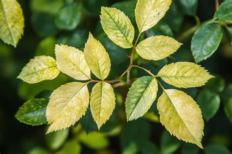 Feuilles de rosier atteintes de chlorose