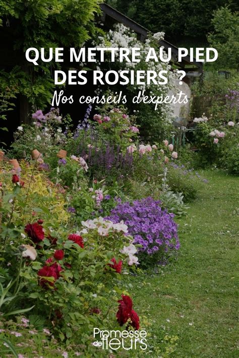 Rosiers arrosés au pied