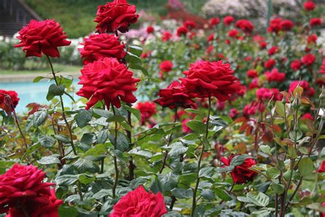 Différents types de fleurs de rosiers
