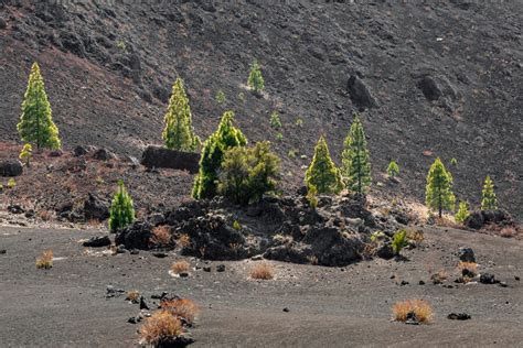 Paysage de sol volcanique avec des plantes poussant