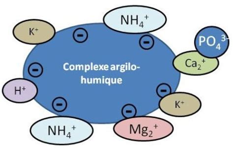 Schéma expliquant le complexe argilo-humique (CAH) et la rétention d'eau et de nutriments
