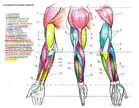 Schéma anatomique du bras et des tendons sollicités en escalade