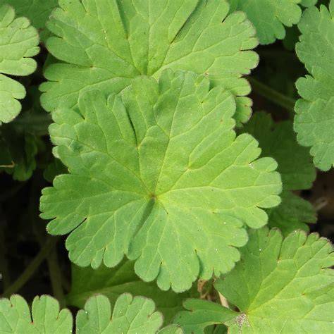 Plan rapproché d'un pied de géranium vigoureux avec ses feuilles caractéristiques